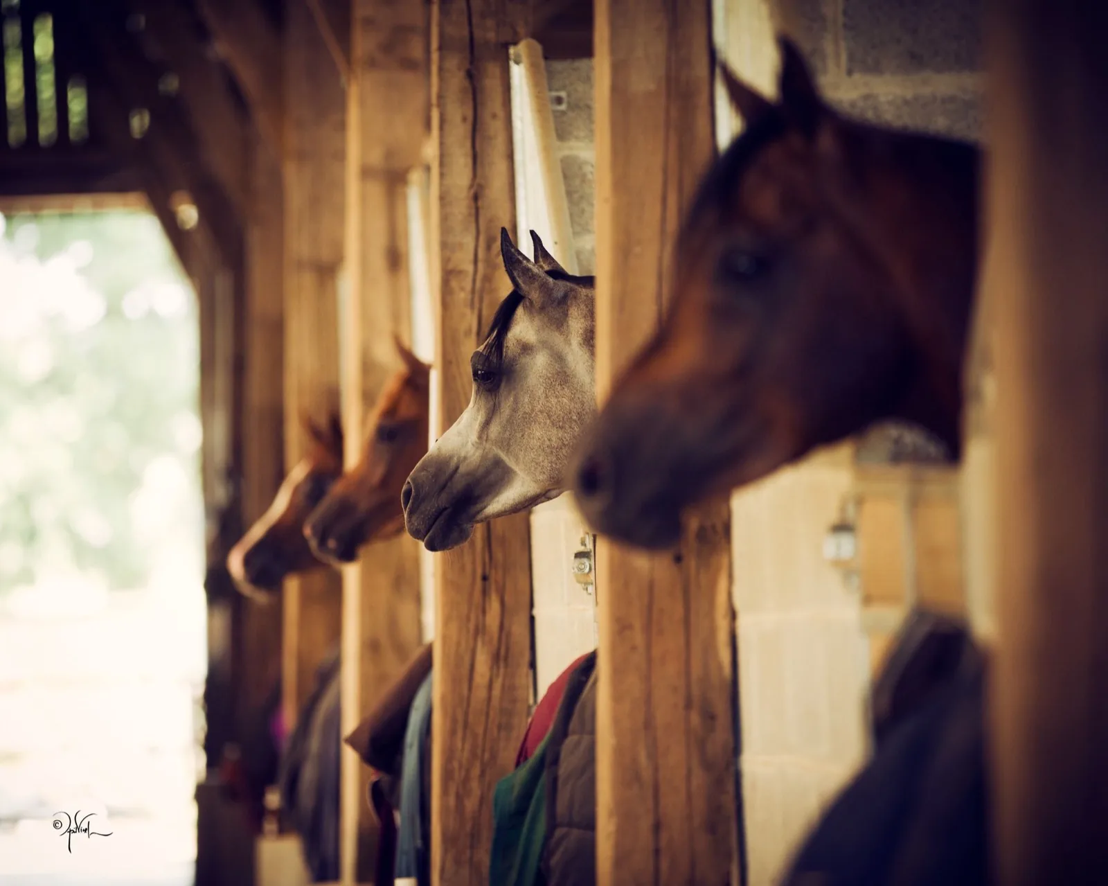 Saillie cheval : choisir un étalon et organiser la reproduction