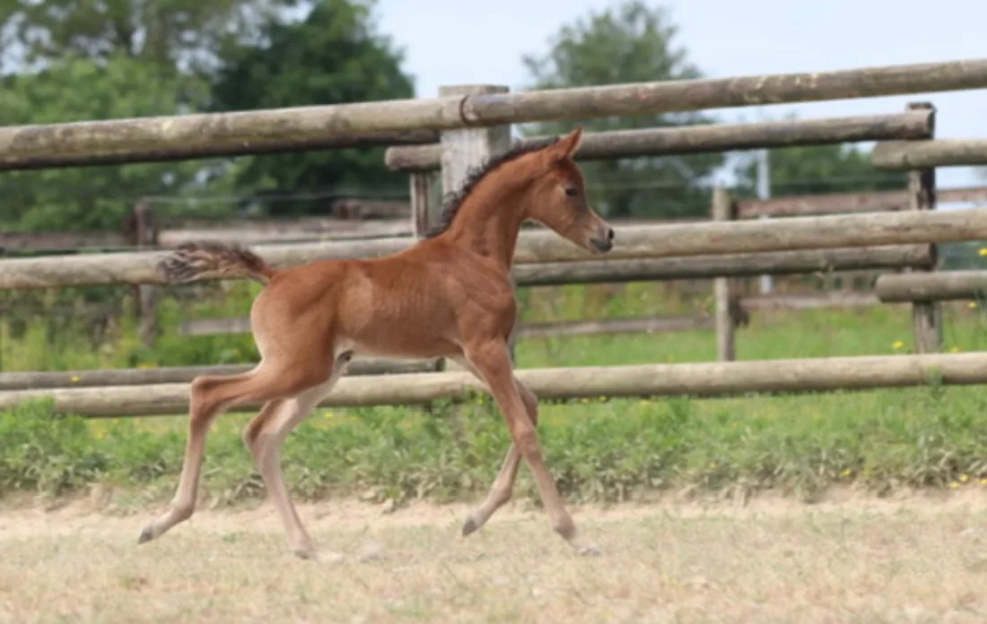 Livhest Sansa, pouliche pur-sang arabe baie née en 2025 au trot dans un paddock