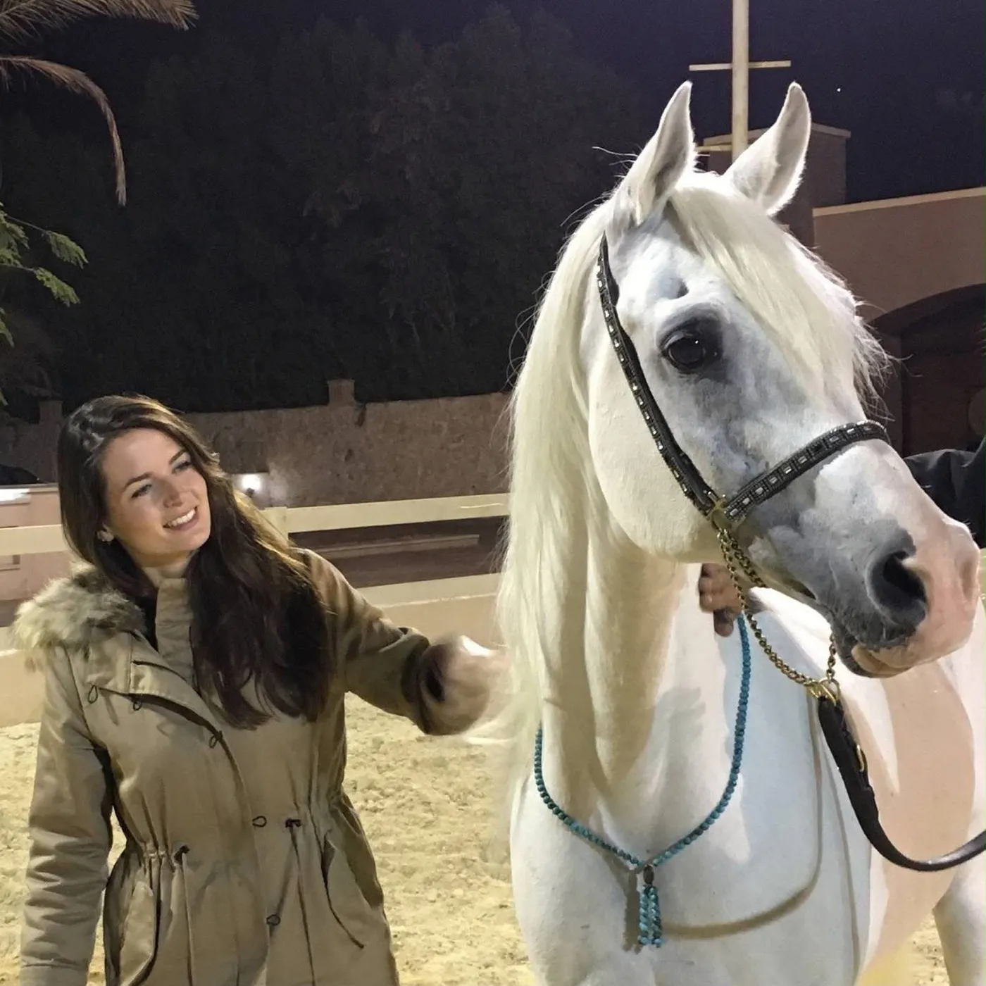 L'étalon Imperial Baarez à l'élevage El Farida Stud en Égypte