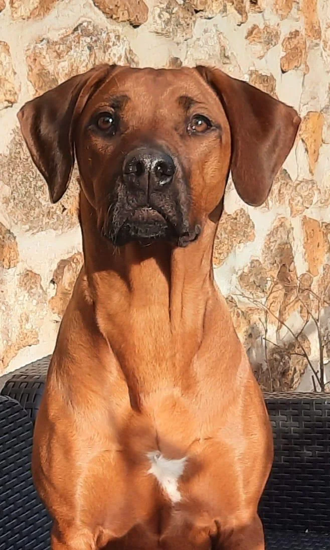 Livhest African Queen, Rhodesian Ridgeback rouge sable, portrait sur fond de mur de pierre