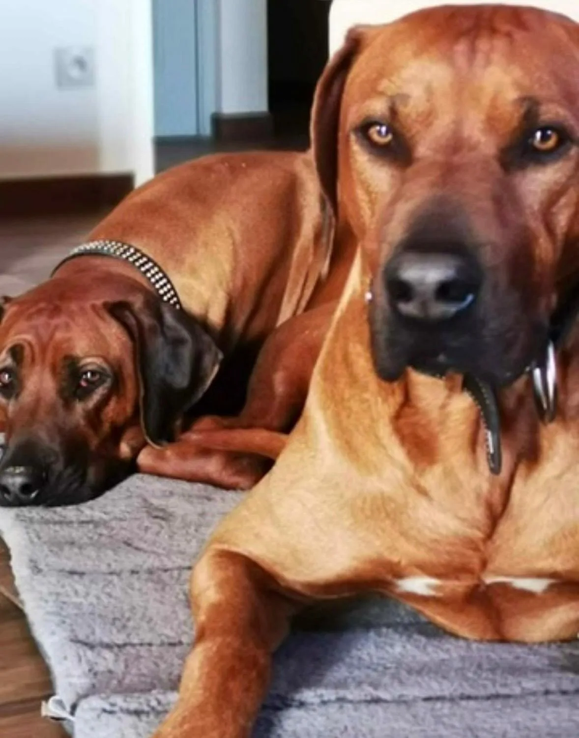 Mère et fille Rhodesian Ridgeback, portrait rapproché de la complicité familiale à l'élevage Livhest
