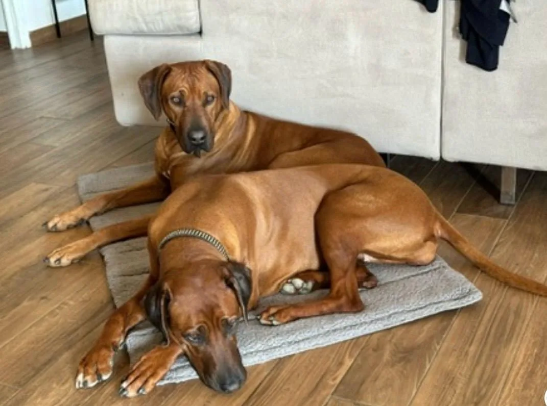 Deux Rhodesian Ridgebacks rouge sable au repos ensemble, instinct de meute domestiqué à l'élevage Livhest en Bretagne