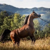 Bay Arabian purebred standing in a pasture at sunset